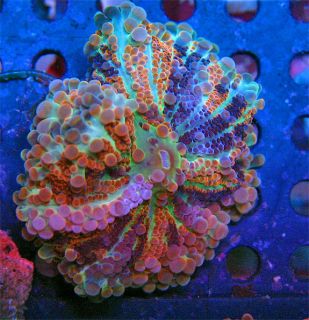 Kaleidoscope Yuma Live Coral WYSIWYG