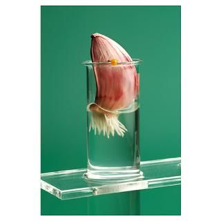 Wall Art  Posters  Garlic clove germination