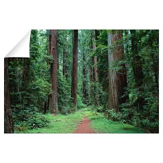 Wall Art  Wall Decals  Redwood Forest, Humboldt