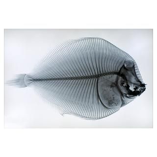 Wall Art  Posters  Fish Skeleton Poster