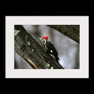 Pileated Woodpecker, Washington, D.C  National Geographic Art Store