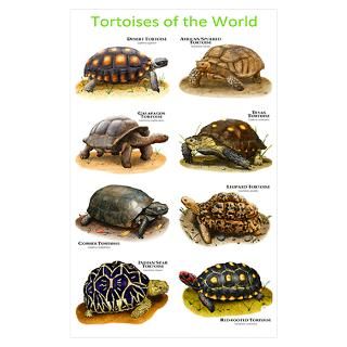 Tortoise Illustration Posters & Prints