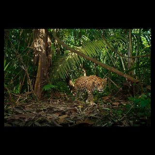 jaguar on the hunt trips a camera trap  National Geographic Art
