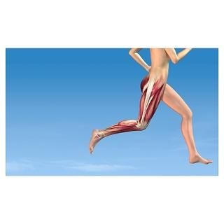 Wall Art  Posters  Leg muscles in running, artwork