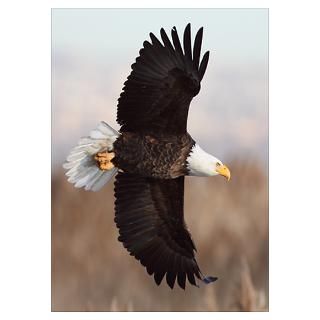 Wall Art  Posters  Bald Eagle Poster