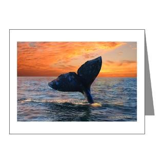Gifts  Baja Whale Note Cards  WHALE DREAMS Note Cards (Pk of 20