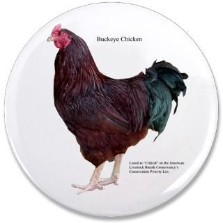 Buckeye Chicken : American Livestock Breeds Conservancy Store