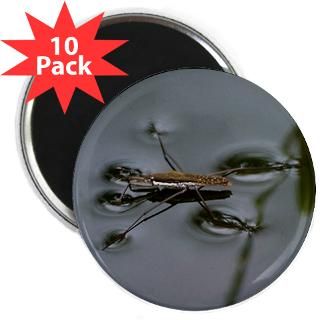 Water striders are fun to watch as they glide over the surface of a