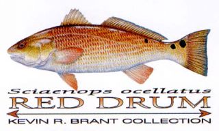 Red Drum Portrait Saltwater Fishing T Shirt s s w Pkt A Kevin Brant