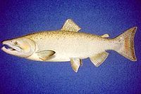 alaska king salmon oncorhynchus tshawytscha