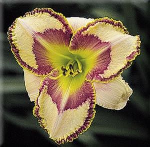 Dreams Come Through DF B15B Kirchhoff 2000 DAYLILY