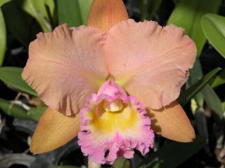 NBS Pastel Pink Orange Kobayashix Cattleya Orchid Plant