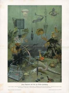 SEA RESEARCH APPARATUS FISH JELLYFISH CRAB Antiq.Litho Print Kraemer