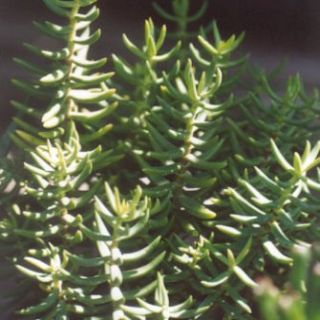 Crassula Tetragona Chinese Pine Tree Succulent