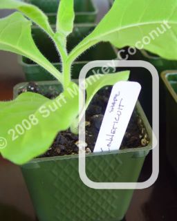 Tobacco Seeds Starter Kit Plastic Pots Plant Labels Trays Raw