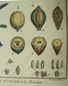 Lamarck Antique Print Botanical Engraving Mirobalanus 1700s Plate 849