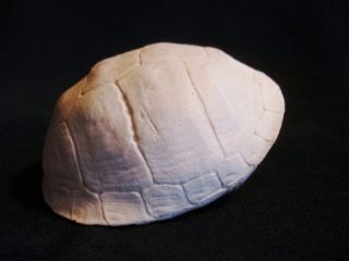 Real Eastern Box Turtle Shell Terrapene Carolina Proff Cleaned Many