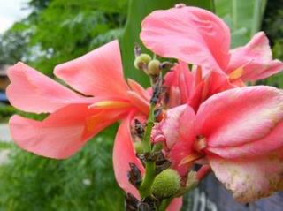 10SEEDS Yellow with Red Spot Canna Lily Free Document