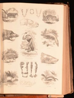C1856 Charles Knights Pictorial Museum of Animated Nature Engravings