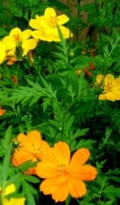 Sunset Orange Cosmos Wildflower 200 Seeds