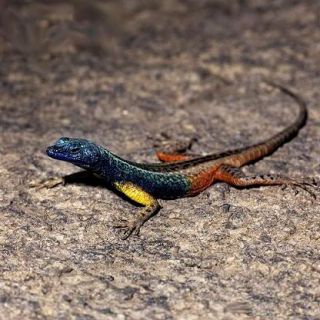 Flat Lizards of South Africa The Males are a Brilliant Rainbow Color
