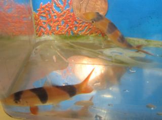 All of our Clown Loach fishes are carefully hand picked individually