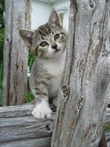 New Little Critterz Cat Poupouce Special Commission So Adorable