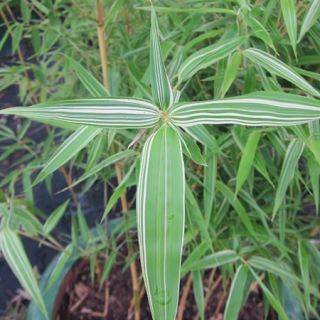 Bamboo Potted Plant P Bambusoides Div from Mature Grove