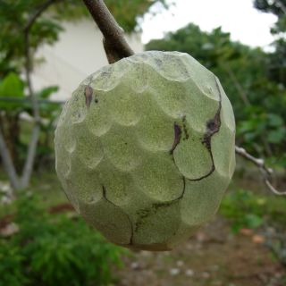 The cherimoya is subtropical and when full grown can survive to 25F