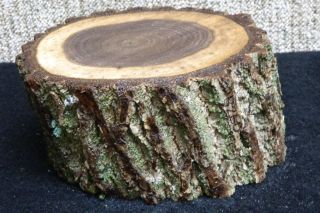 Black Walnut Small Log Unique Rustic Live Edge Bowl Blank Green Wood