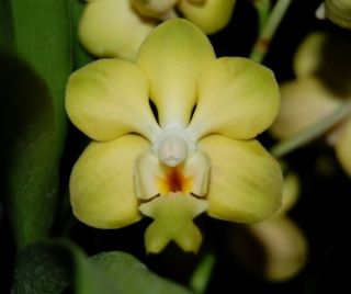 Orchids Vanda Denisoniana x Ascda Malini Spiking Fragrant