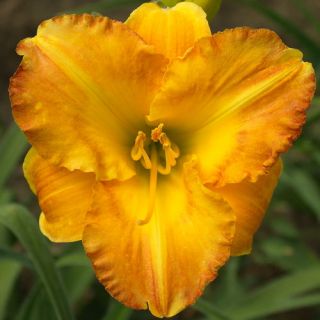 Margaret Seawright Orange DAYLILY DF Live Plants Perennial Flowers