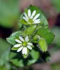 Chickweed   A mild diuretic, promoting the flow of urine, cleanse and