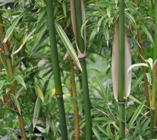 Temple Bamboo Potted Plant s Tootsik Div from Mature Grove