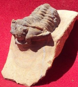 VERY SPECIAL GRAVICALYMENE MAURA FOSSIL TRILOBITE. MOROCCO. NICE