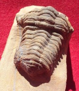 VERY SPECIAL GRAVICALYMENE MAURA FOSSIL TRILOBITE. MOROCCO. NICE