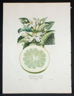 1822 Poiteau Stipple Engraving 66 Pompelmouse Citrus