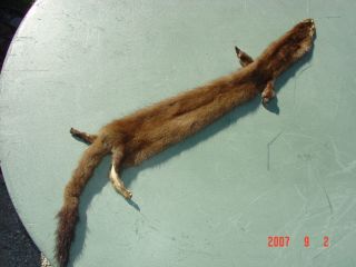 Mink wild midwest pelt tanned trapped fur trap hide skin w/ 4 ft 27
