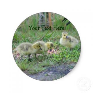 Canada Geese Babies Nature Photo Sticker