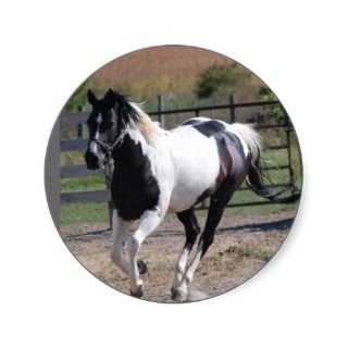 Horse/Paint Pinto Sticker