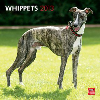 Kalender 2013 Whippet   Browntrout