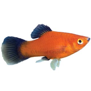 Live Pet Fish Tropical Red Wag Platy