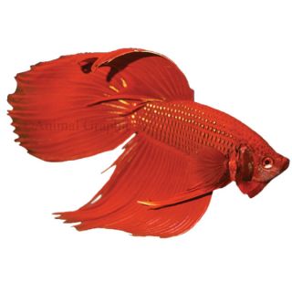 Semi Aggressive Freshwater Fish   Tropical Fish With Flair