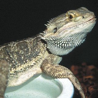 Reptiles for Sale Lizards, Snakes, Turtles & Frogs