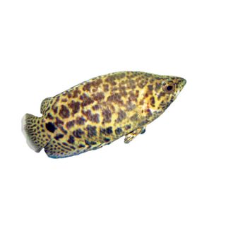 Spotted African Leaf Fish   Tropical Semi Aggressive   Fish