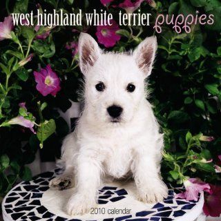 West Highland White Terrier Puppies 2010 Calendar 