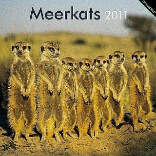 Kalender 2011 Meerkats   Erdmännchen   Browntrout 