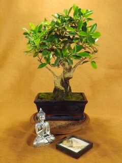Zimmer   Bonsai Ficus retusa + Untersetzer 54 Kostenloser Versand