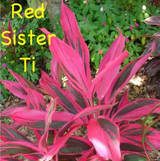 Red Sister~ Hawaiian Ti COLORFUL Cordyline terminalis Live Small