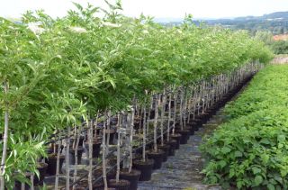 Schwarzer Holunder Haschberg, Sambucus nigra, auf Stamm im 10 Ltr Topf